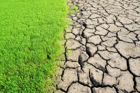 Environment - fresh green grass and dried earthの写真素材