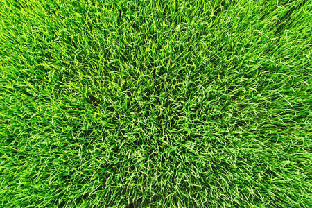 Texture of green grass top view green lawnの写真素材