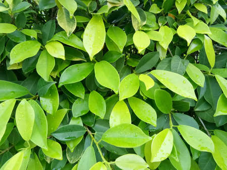 Green leaves for backgroundの写真素材