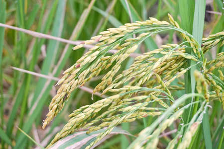 close up of yellow green rice field(paddy)の写真素材