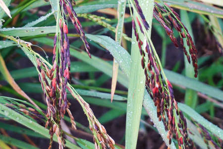 close up riceberryの写真素材