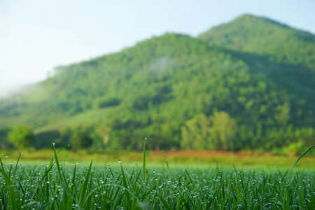 Background of a green grassの写真素材