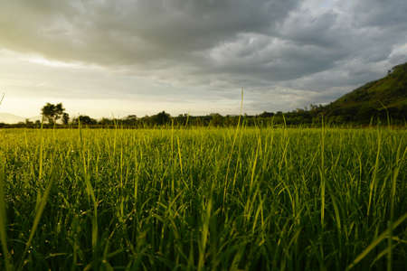 Grass. Fresh green spring grass with dew drops closeupの写真素材