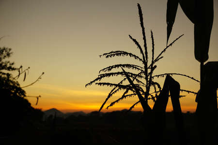 sunrise over the corn fieldの写真素材