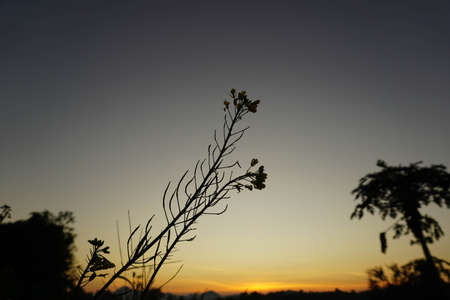 Flower on the background of the setting sunの写真素材