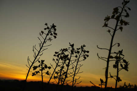 Flower on the background of the setting sunの写真素材
