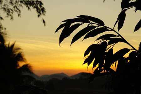 Tree on the background of the setting sunの写真素材