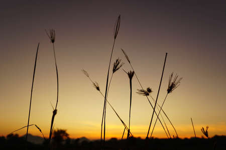 Flower on the background of the setting sunの写真素材