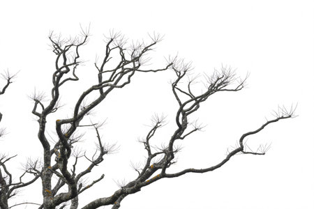 A stark black and white photograph showcasing the intricate network of bare tree branches against a bright white background. The image highlights the textures and forms of the branches.の素材