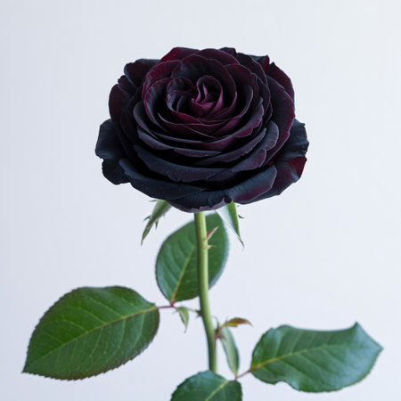 a stunning black rose with deep burgundy undertones, isolated against a clean white background, a symbol of mysteryの素材