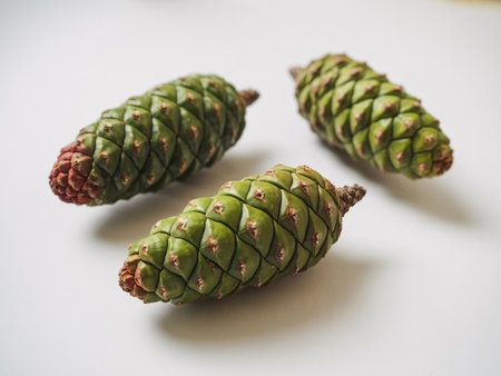 fresh green pine cones on a white background, a botanical still life photography composition close upの素材
