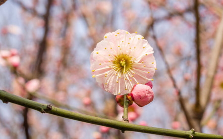 Flowers in spring series: plum blossoming in spring, it is the only remaining last winter flower, is the earliest blooming flower in spring. It shows struggle and pride.の写真素材