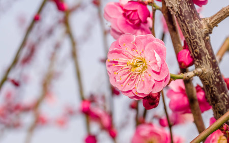 Flowers in spring series: plum blossoming in spring, it is the only remaining last winter flower, is...