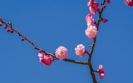 Flowers in spring series: plum blossoming in spring, it is the only remaining last winter flower, is...