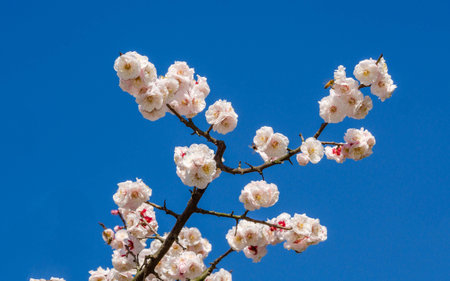 Flowers in spring series: plum blossoming in spring, it is the only remaining last winter flower, is...