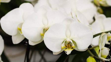 Beautiful orchid - phalaenopsis, against natural green background in greenhouseの写真素材