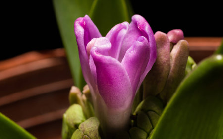 Home flower series, purple hyacinthの写真素材