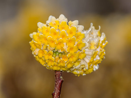 Spring flowers series: Oriental Paperbushの写真素材