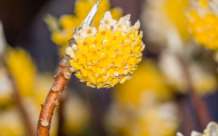 Spring flowers series: Oriental Paperbushの写真素材