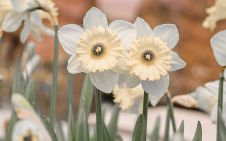 Spring flowers series, yellow daffodils in the fieldの写真素材