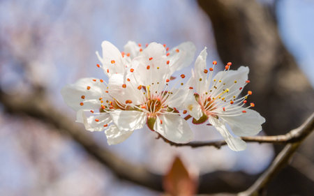 Spring flowers series, Beautiful Cherry blossom , white sakura flower