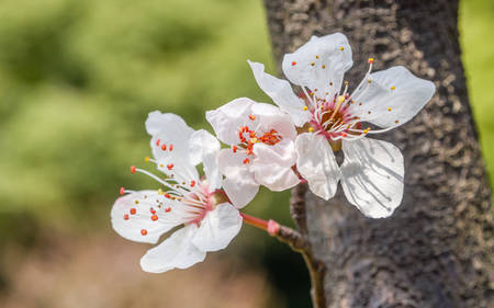 Spring flowers series, Beautiful Cherry blossom , white sakura flower