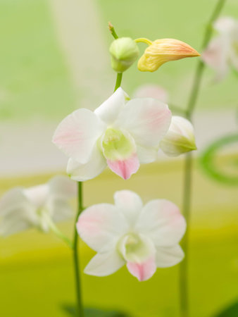 Beautiful orchid - phalaenopsis, against natural green background in greenhouseの写真素材