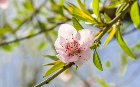 Spring flowers series, peach blossoming