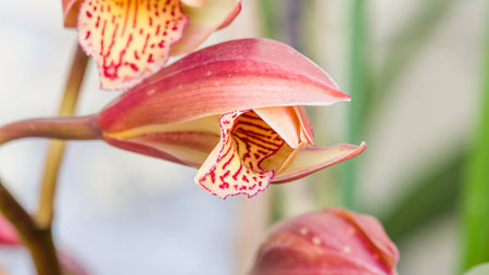 Spring flowers, Beautiful Cymbidium orchidの写真素材