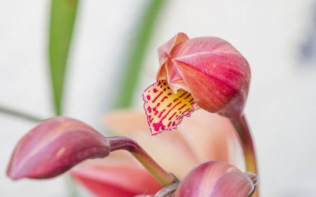 Spring flowers, Beautiful Cymbidium orchidの写真素材