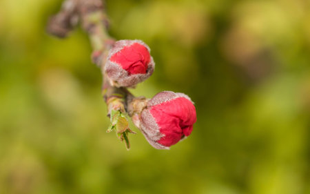 Spring flowers series, the bud of peach flowers