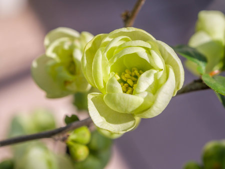Spring flowers series, light green flowers on the branches flowering chaenomeles speciosa (chinese quince flowers )の写真素材