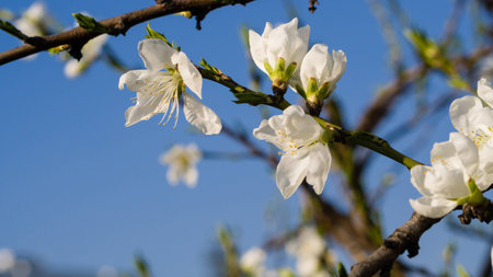 Spring flowers series, white peach blossoming