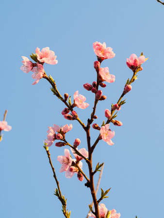 Spring flowers series, pink peach blossomingの写真素材