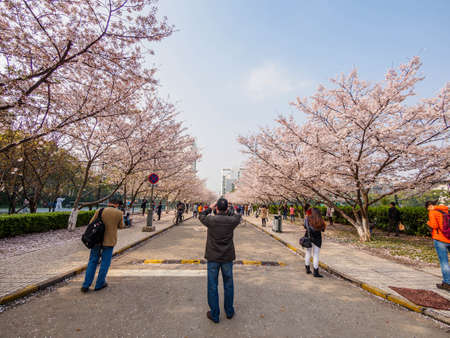 Shanghai, March 30, 2014: Tongji University Cherry Blossom Festivalのeditorial素材