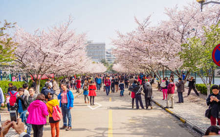 Shanghai, March 30, 2014: Tongji University Cherry Blossom Festivalのeditorial素材