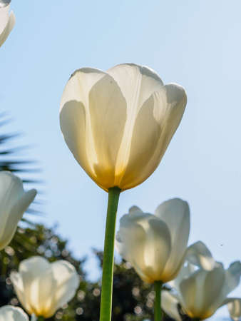 Spring flowers series, white tulips against strong sun shine, very charming transparent petalsの写真素材