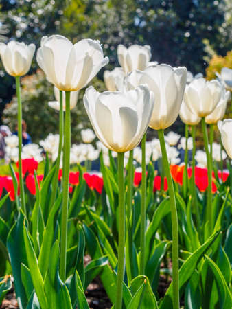 Spring flowers series, white tulips against strong sun shine, very charming transparent petalsの写真素材