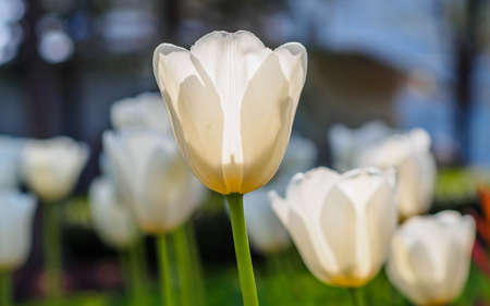 Spring flowers series, white tulips against strong sun shine, very charming transparent petalsの写真素材