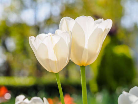 Spring flowers series, white tulips against strong sun shine, very charming transparent petalsの写真素材