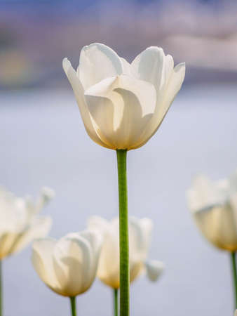 Spring flowers series, white tulips against strong sun shine, very charming transparent petalsの写真素材