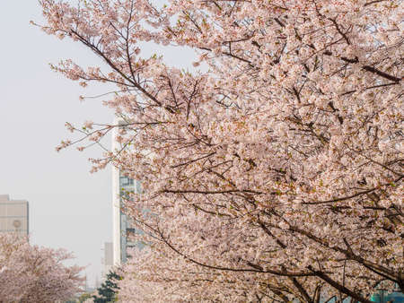 Spring flowers series, Cherry Blossom in Tongji University, Shanghai, China.の写真素材