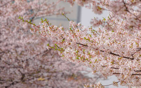 Spring flowers series, Cherry Blossom in Tongji University, Shanghai, China.