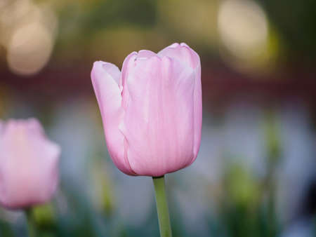 Spring flowers series, pink tulips の写真素材