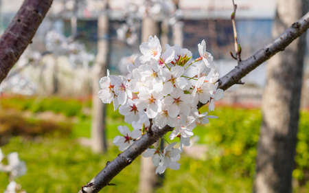 Spring flowers series, Beautiful Cherry blossom , white sakura flowers