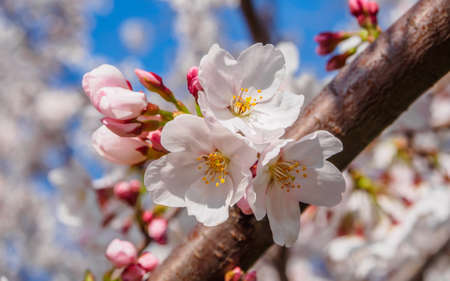 Spring flowers series, Beautiful Cherry blossom , white sakura flowersの写真素材