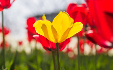 Spring flowers series, yellow tulip with charming transparent petals among red tulips in fieldの写真素材