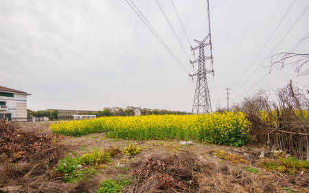 field of rapeseed (brasica napus) and high voltage pole in Shanghai
