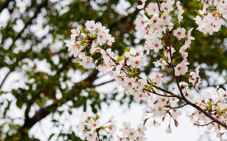 Spring flowers series, beautiful Cherry blossom , pink sakura flowers, its offical name is cerasus x...