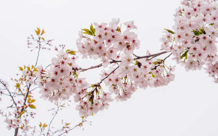 Spring flowers series, beautiful Cherry blossom , pink sakura flowers isloated in white background